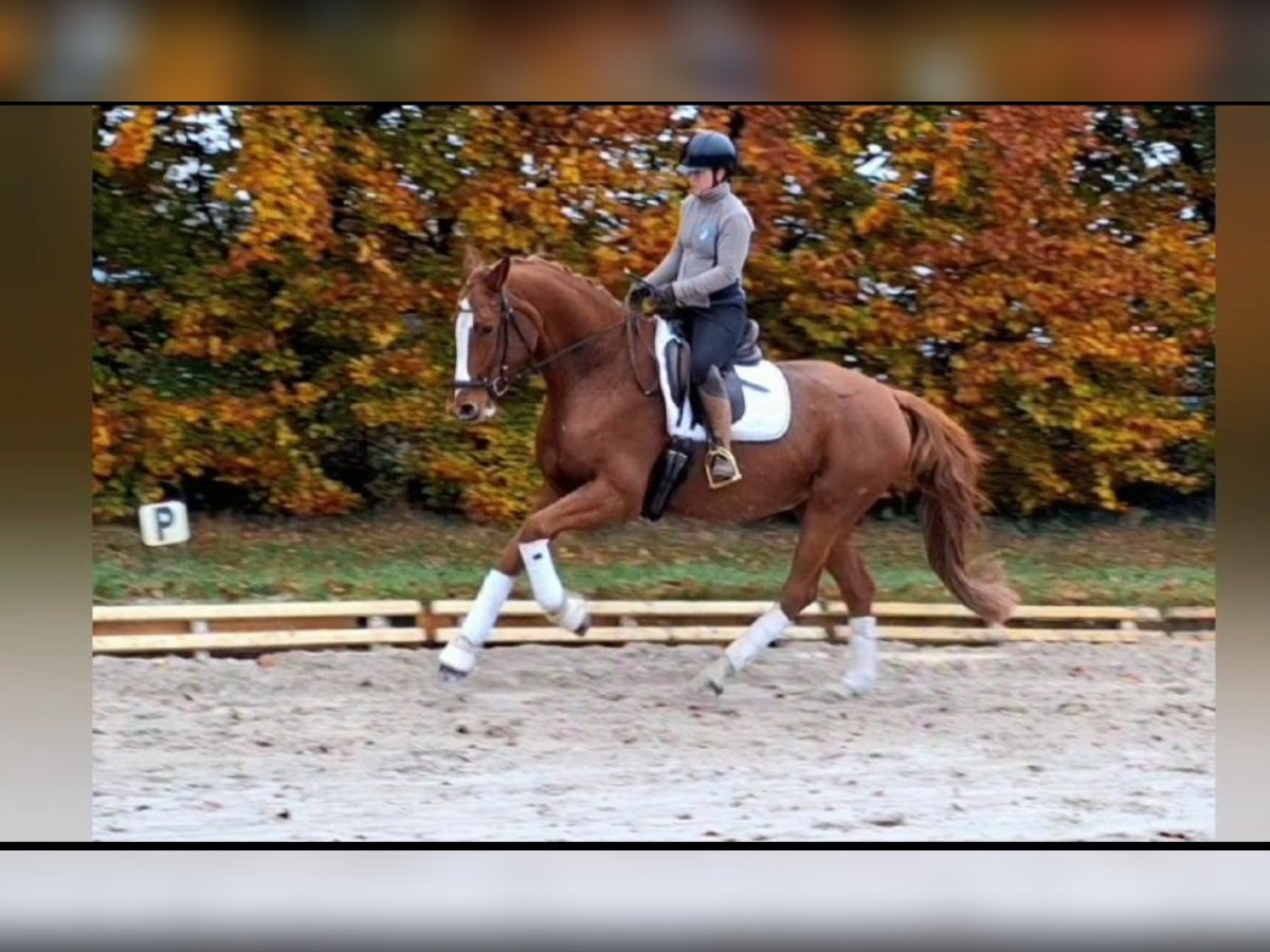 Caballo de Holstein Yegua 6 años 166 cm Alazán in Dallgow-Döberitz