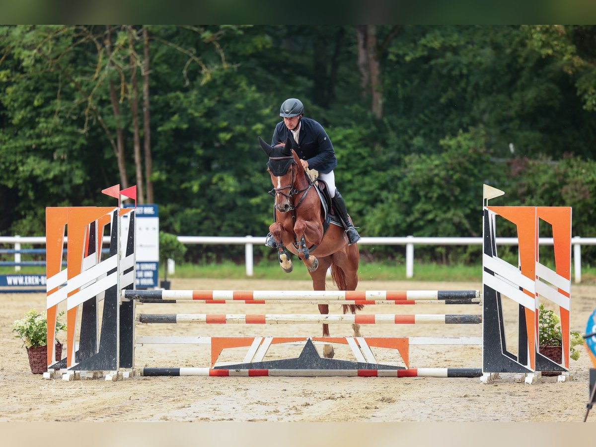 Caballo de Holstein Yegua 6 años 166 cm Alazán-tostado in Hünfelden-Kirberg