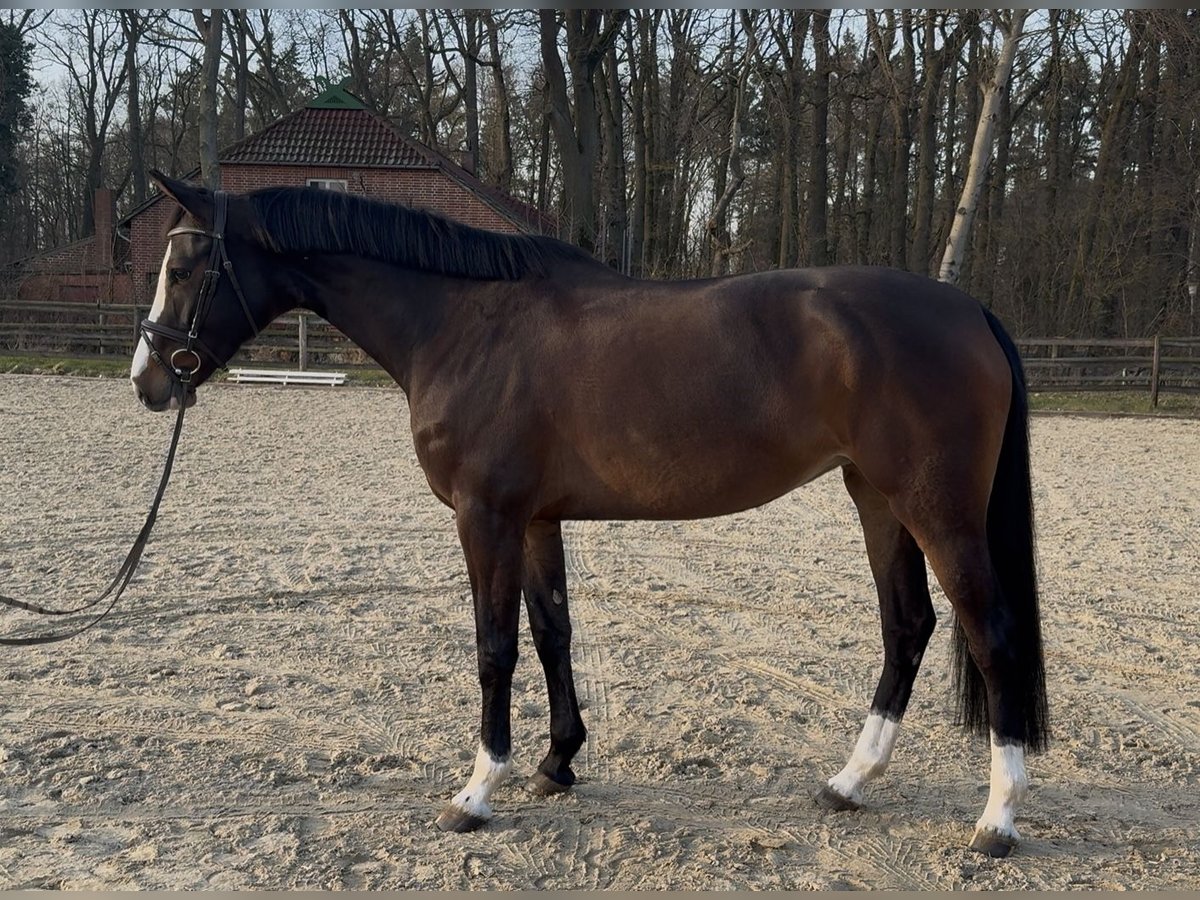 Caballo de Holstein Yegua 6 años 166 cm Castaño oscuro in Hoya