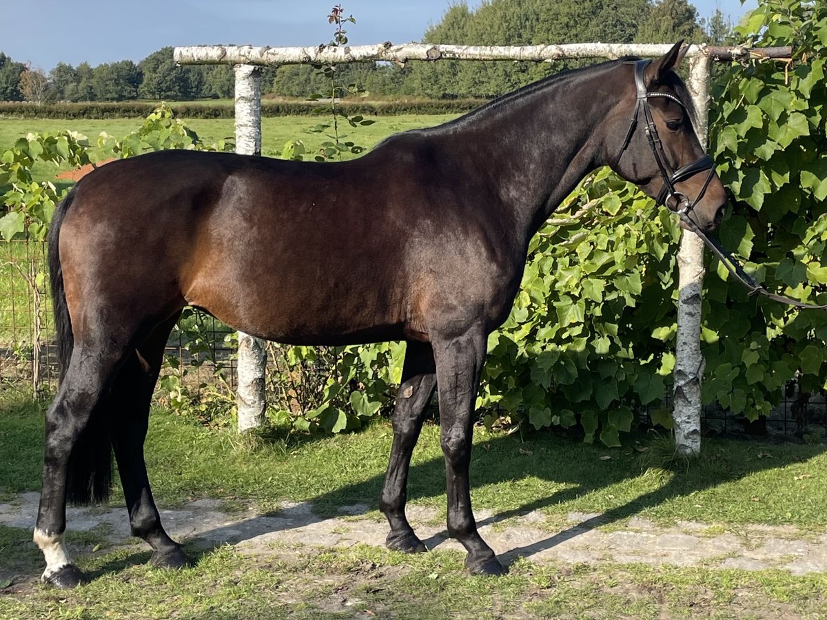 Caballo de Holstein Yegua 6 años 167 cm Castaño oscuro in B&#xF6;rm