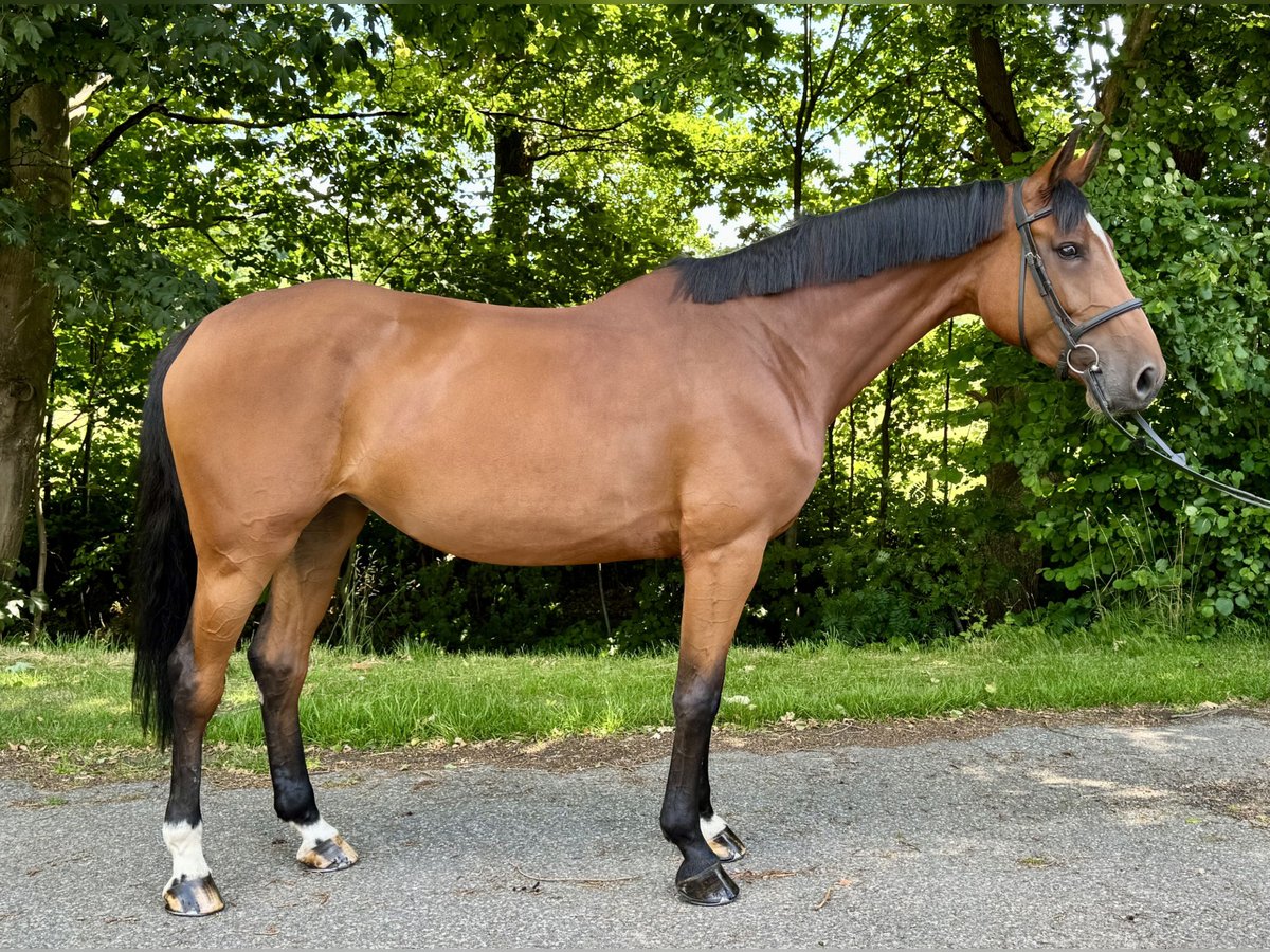 Caballo de Holstein Yegua 6 años 168 cm Castaño in Oersdorf