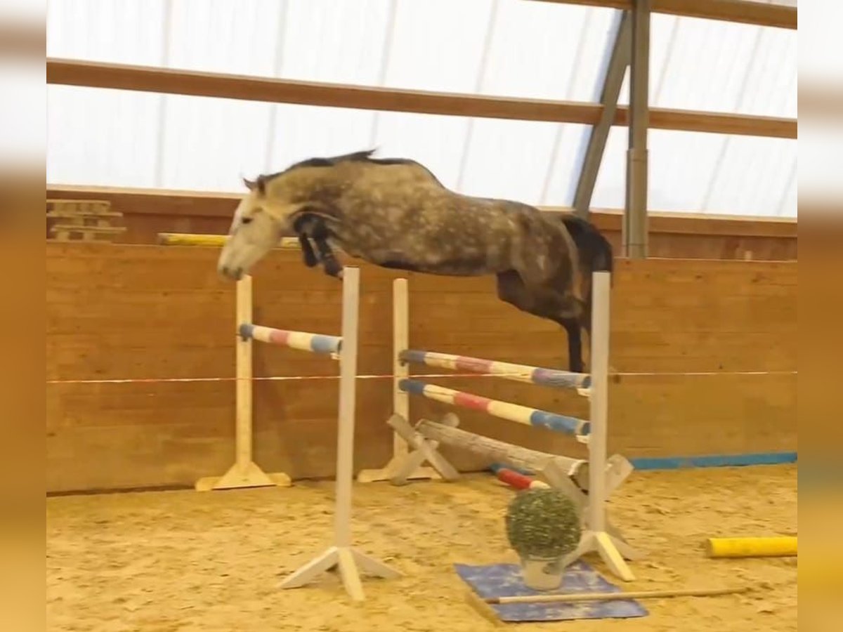 Caballo de Holstein Yegua 6 años 170 cm Tordo in Chemnitz