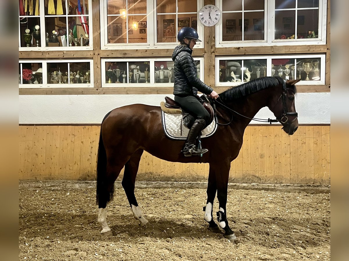 Caballo de Holstein Yegua 6 años Castaño in Wächtersbach