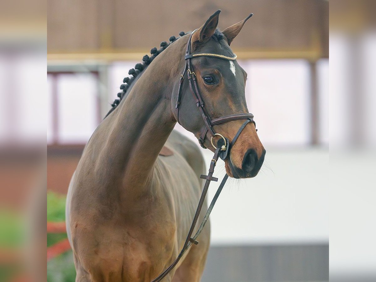 Caballo de Holstein Yegua 6 años Castaño in Münster-Handorf