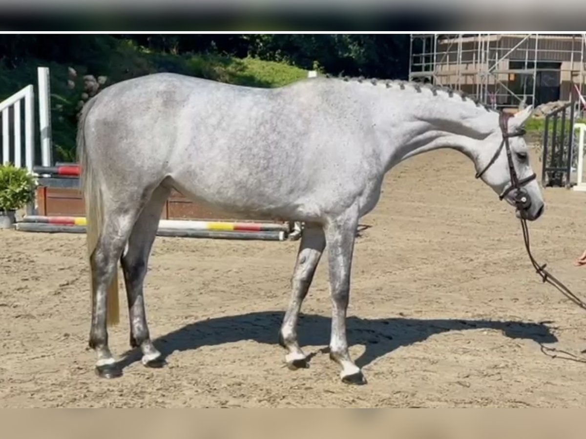 Caballo de Holstein Yegua 7 años 162 cm Tordo in Lindlar