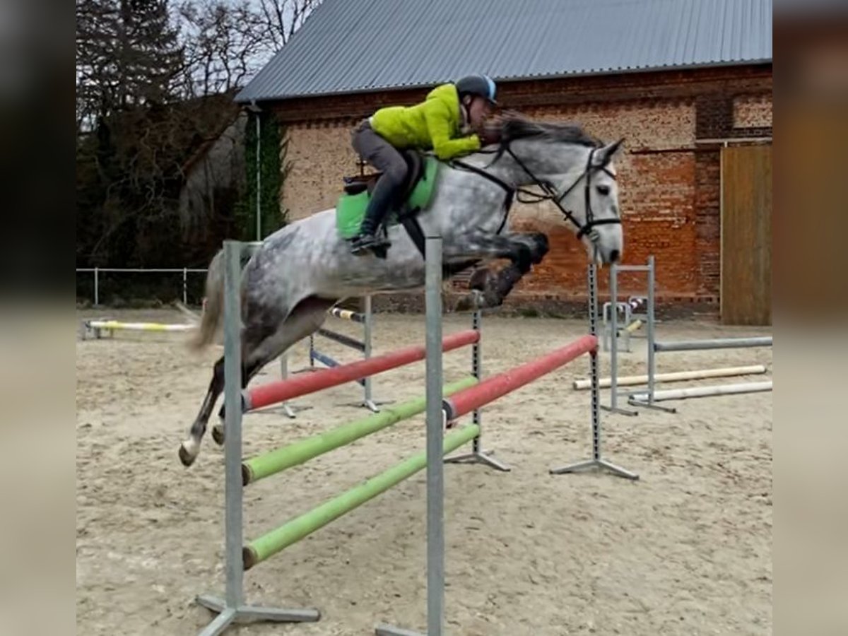 Caballo de Holstein Yegua 7 años 163 cm Tordo rodado in Kitzscher