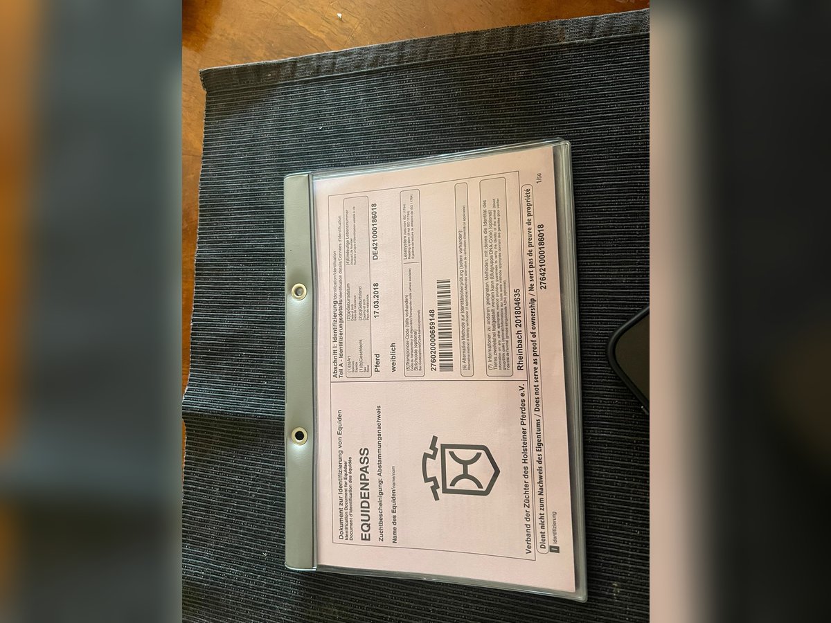 Caballo de Holstein Yegua 7 años 164 cm Castaño in Promnice