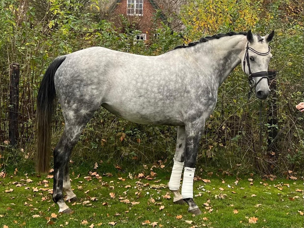 Caballo de Holstein Yegua 7 años 165 cm Tordo in Lübeck