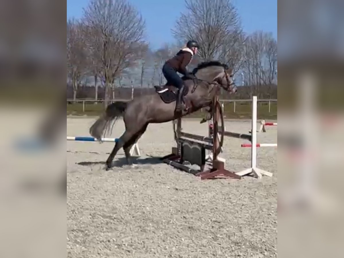 Caballo de Holstein Yegua 7 años 165 cm Tordo rodado in Munningen