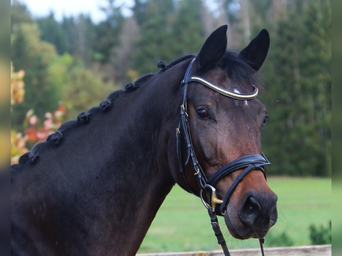 Caballo de Holstein Yegua 7 años 167 cm Morcillo in Sunthausen