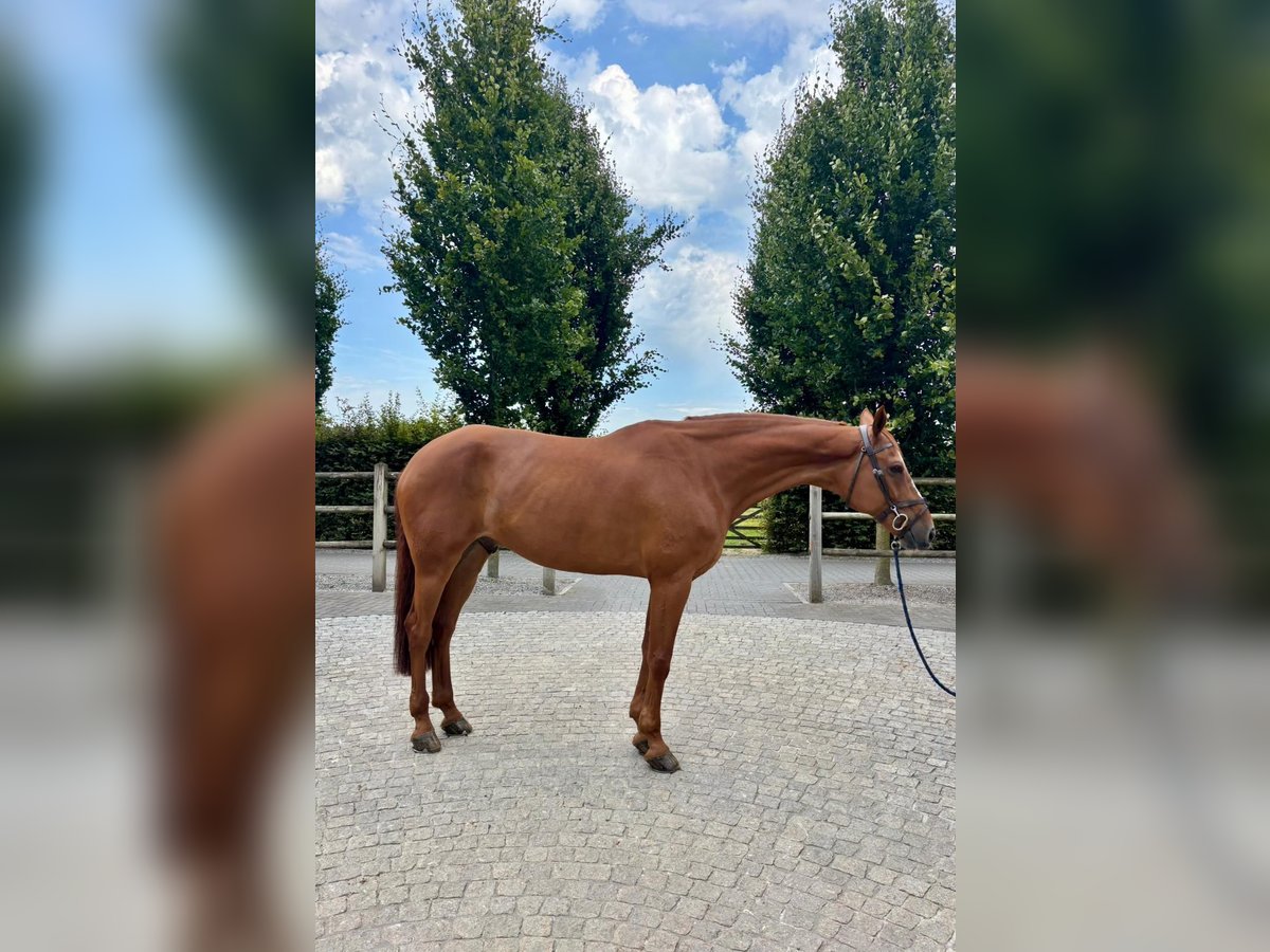 Caballo de Holstein Yegua 7 años 168 cm Alazán-tostado in Montsauche-les-Settons
