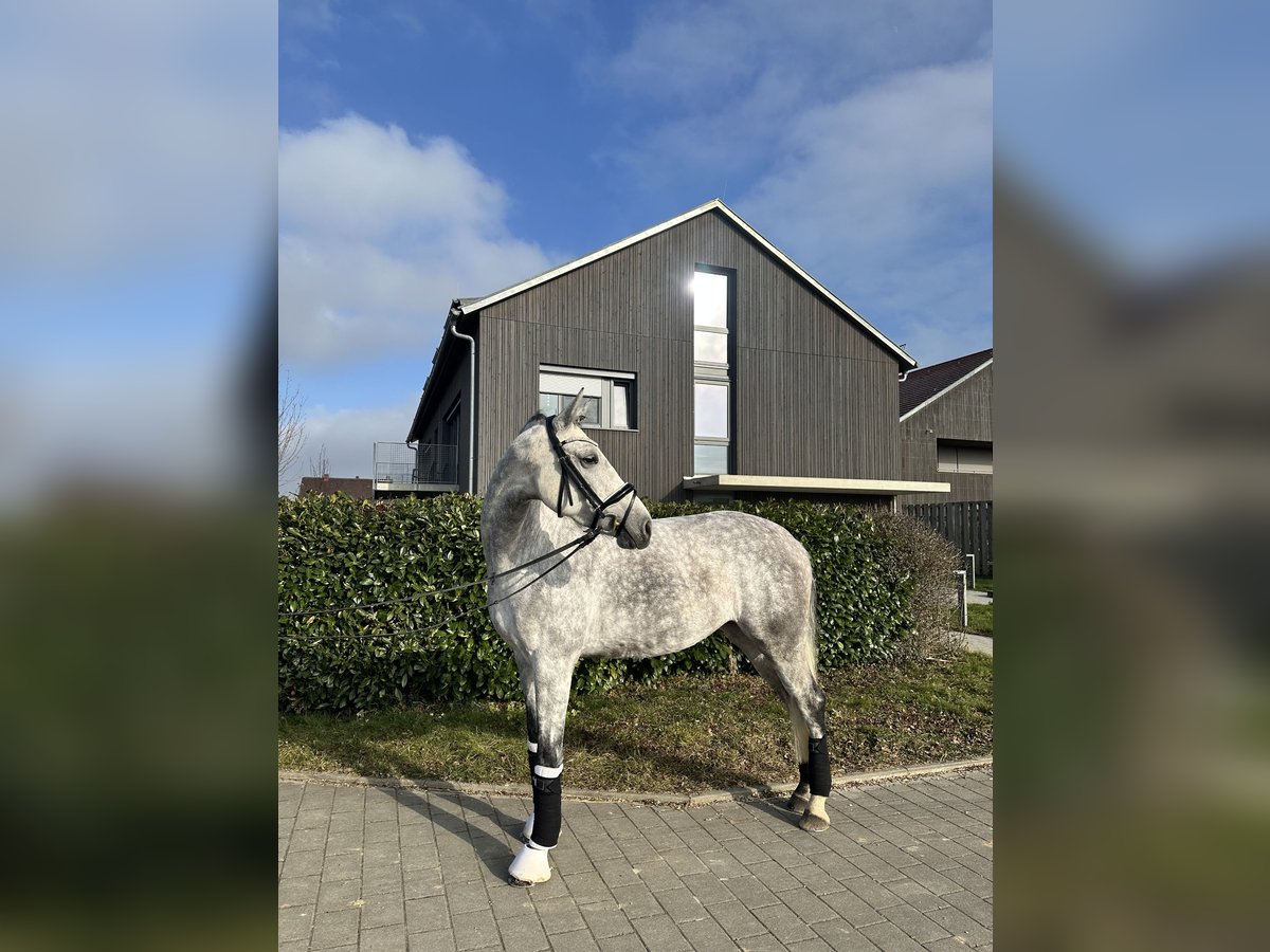 Caballo de Holstein Yegua 8 años 165 cm Tordo rodado in Heilbronn