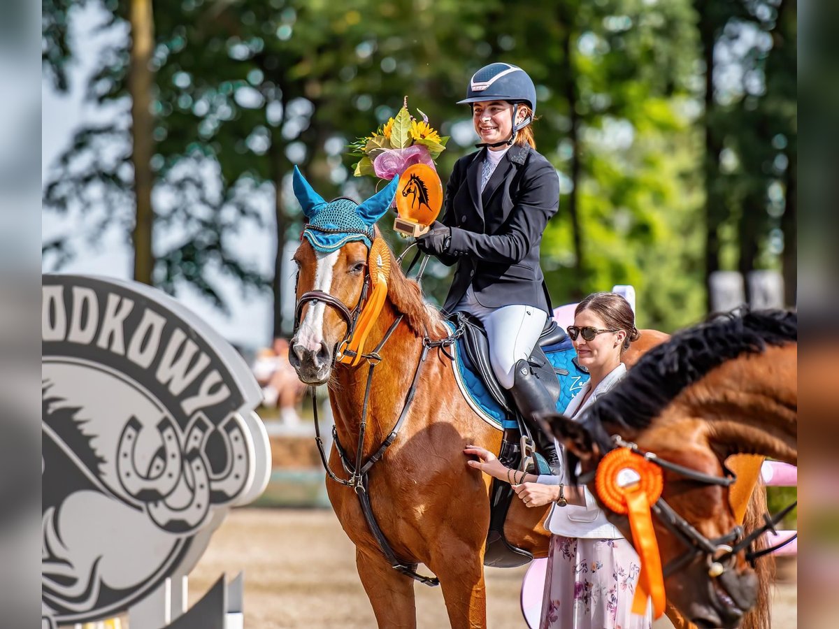 Caballo de Holstein Yegua 8 años 169 cm Alazán in Kwidzyn