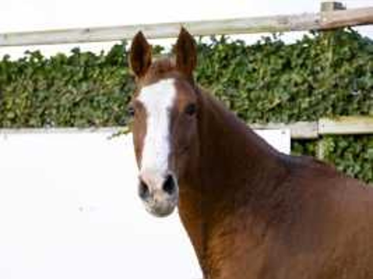 Caballo de Holstein Yegua 9 años 165 cm Alazán in Waddinxveen