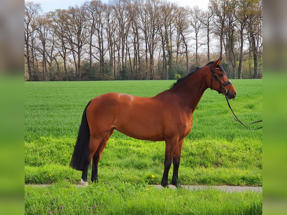 Caballo de Holstein Yegua 9 años 168 cm Castaño in Lohne (Oldenburg)