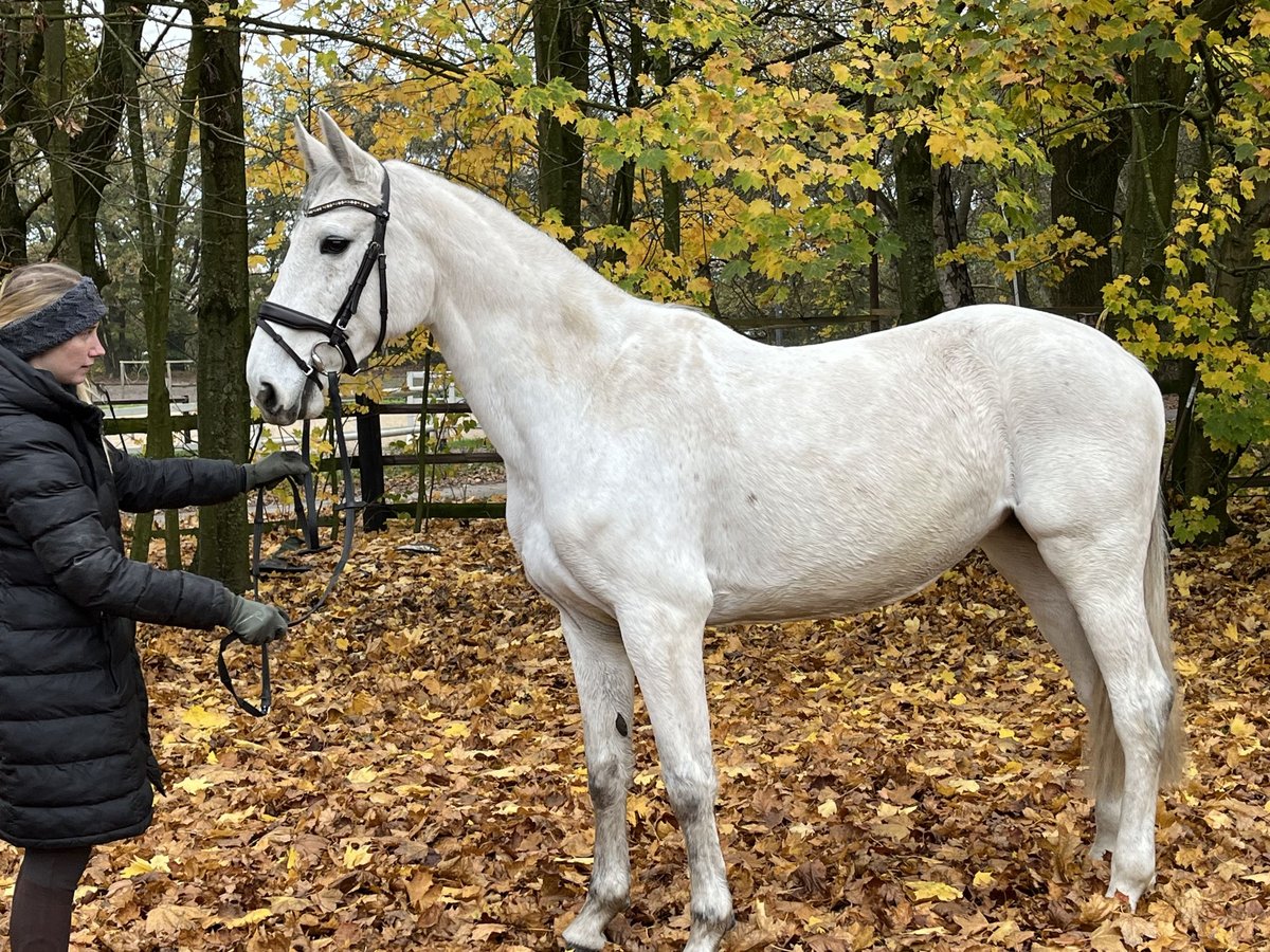 Caballo de Holstein Yegua 9 años 168 cm Tordo in Nienburg (Weser)