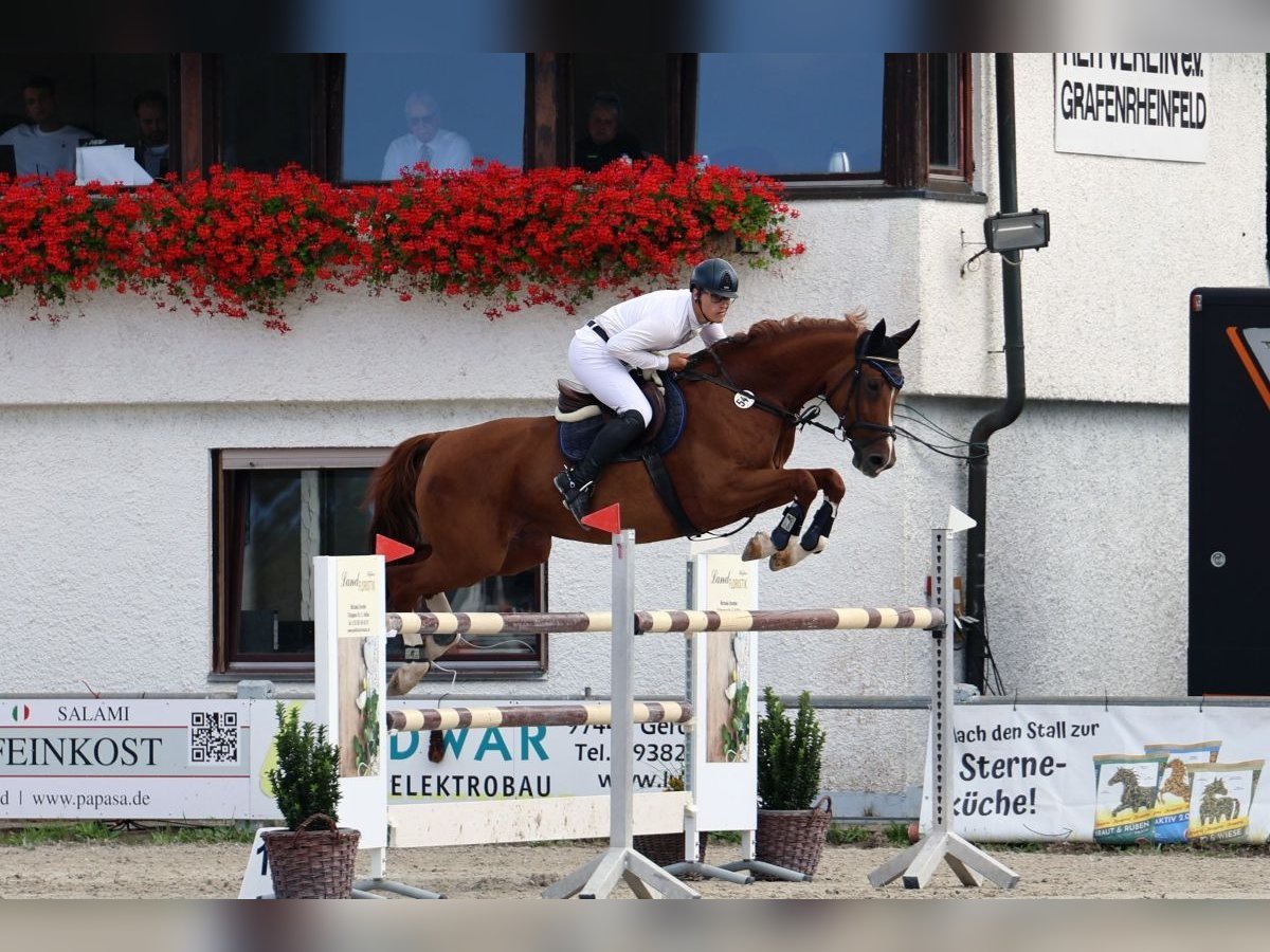 Caballo de Holstein Yegua 9 años 171 cm Alazán in Donnersdorf