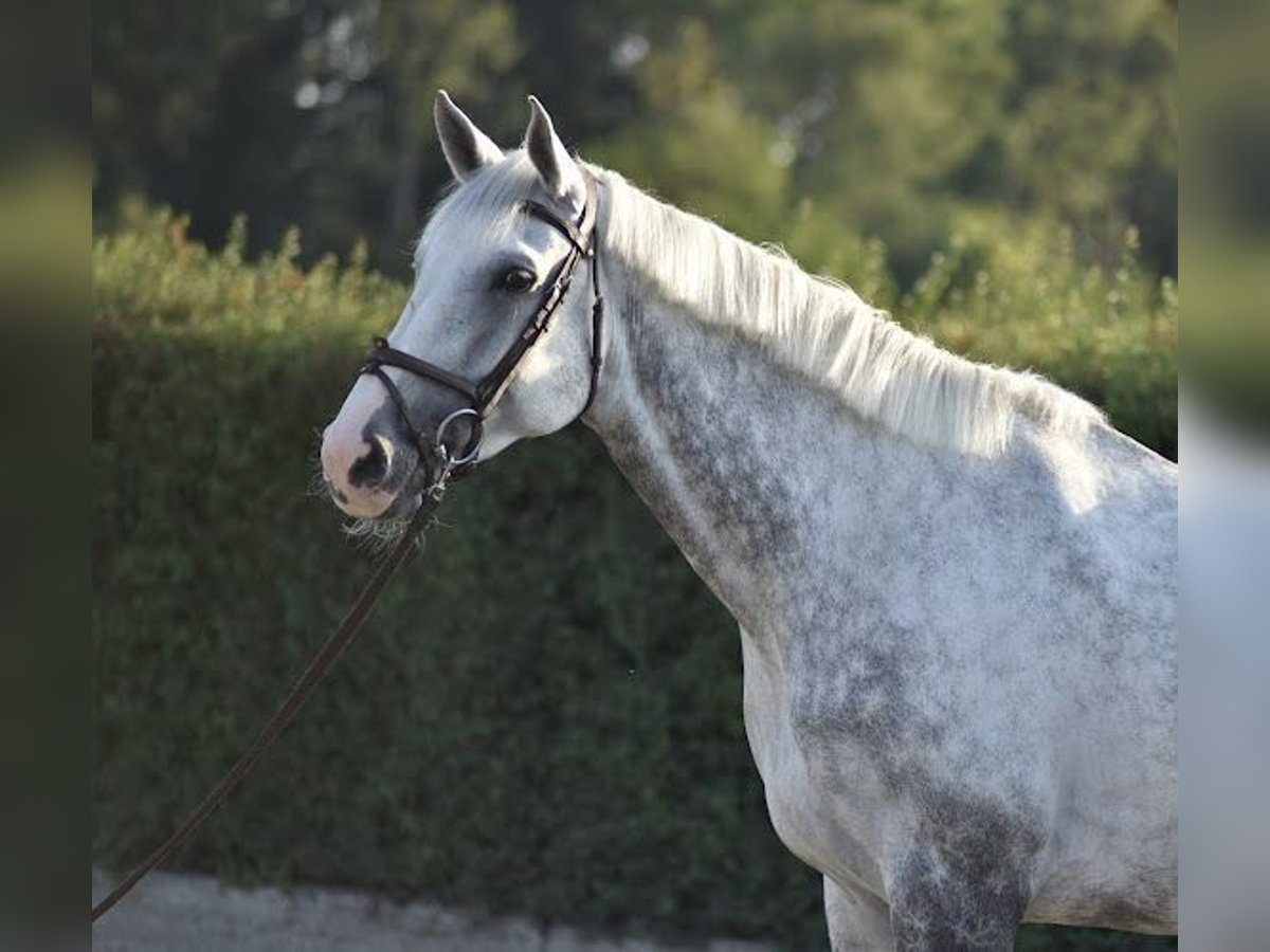 Caballo de Holstein Yegua 9 años 173 cm Tordo in Riet (Neftenbach)