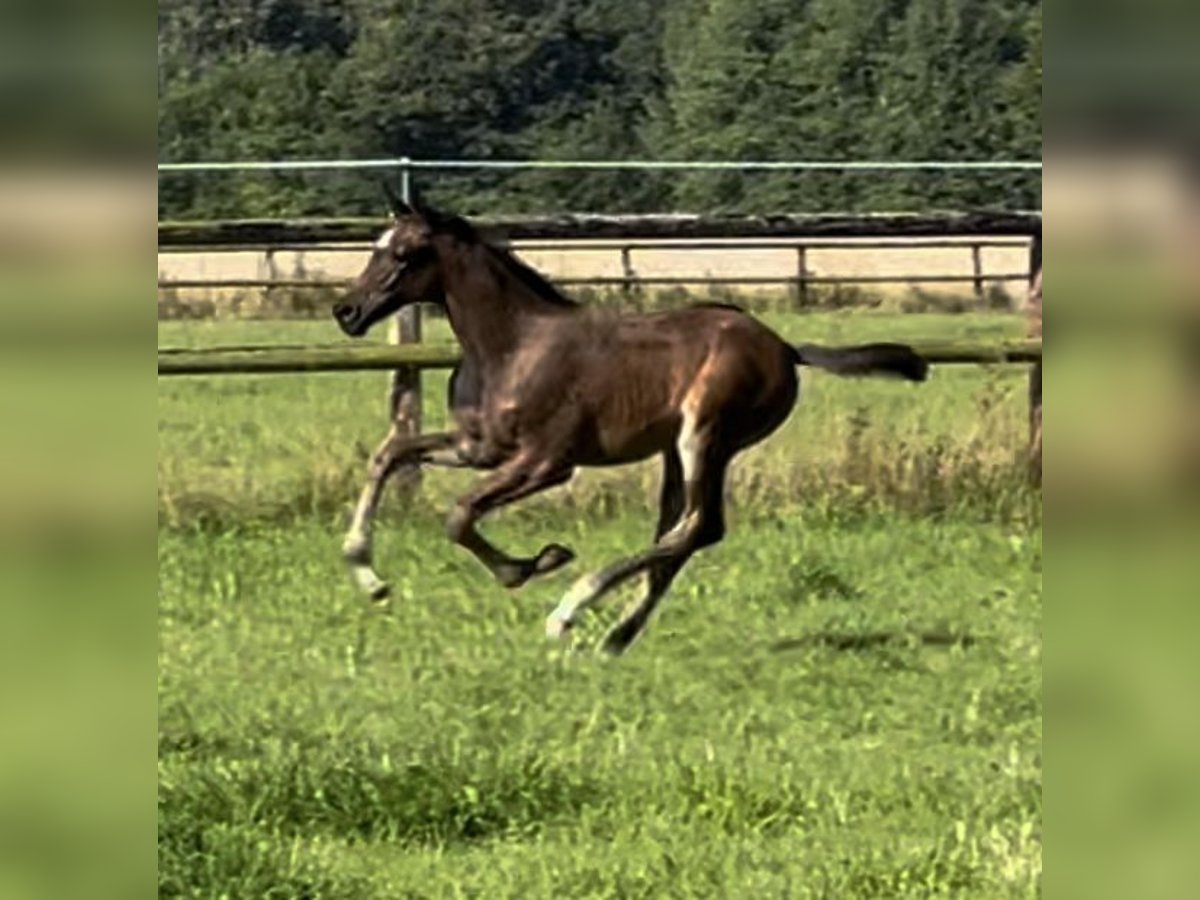 Caballo de Holstein Yegua Potro (06/2024) 168 cm Castaño oscuro in Struvenhütten