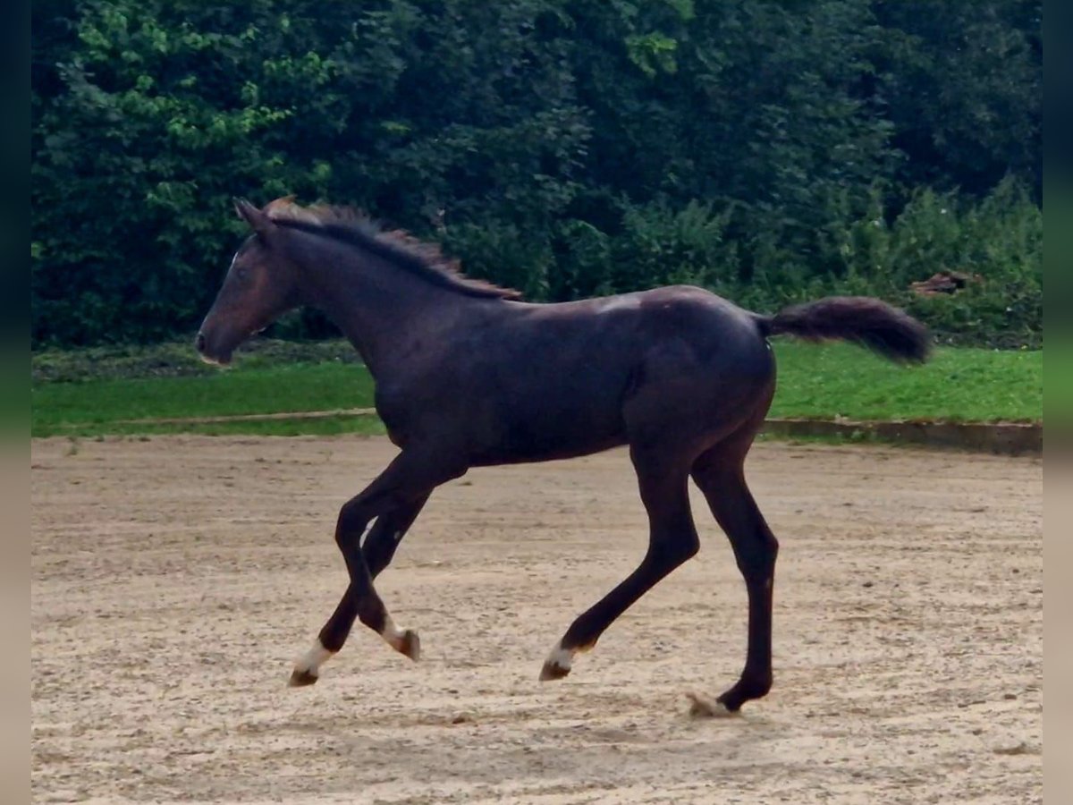 Caballo de Holstein Yegua Potro (04/2024) Morcillo in Wonfurt