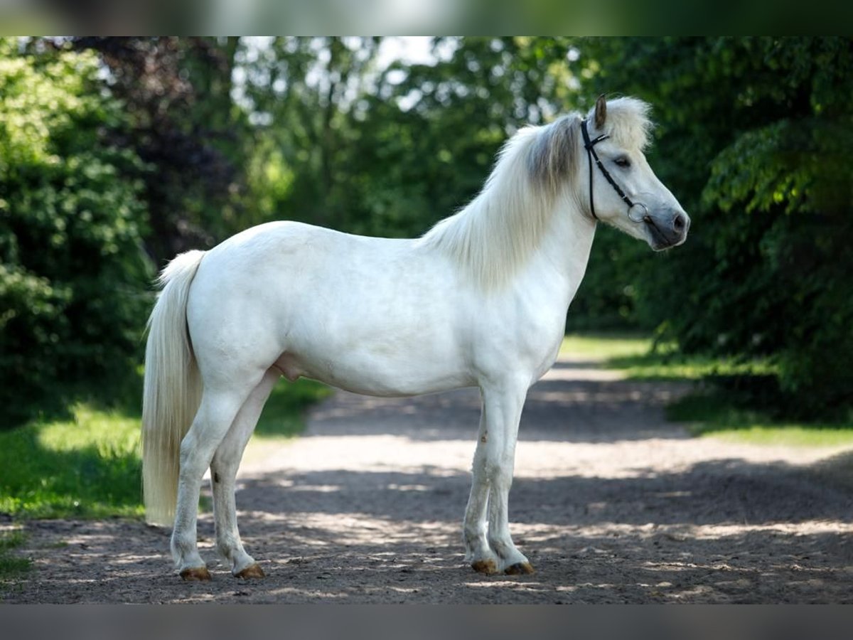 Caballo de Jutlandia Caballo castrado 7 años 140 cm Tordo in Altenstadt