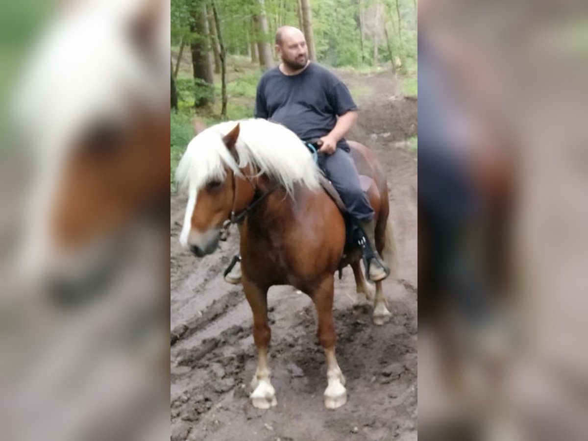 Caballo de la Selva Negra Caballo castrado 11 años 150 cm Alazán-tostado in Greifenstein