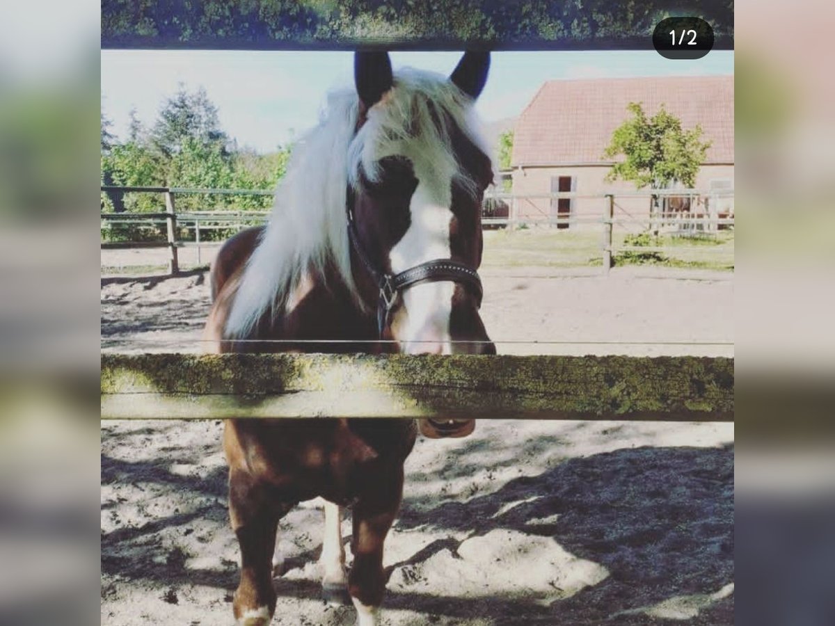 Caballo de la Selva Negra Caballo castrado 13 años Alazán-tostado in Varl