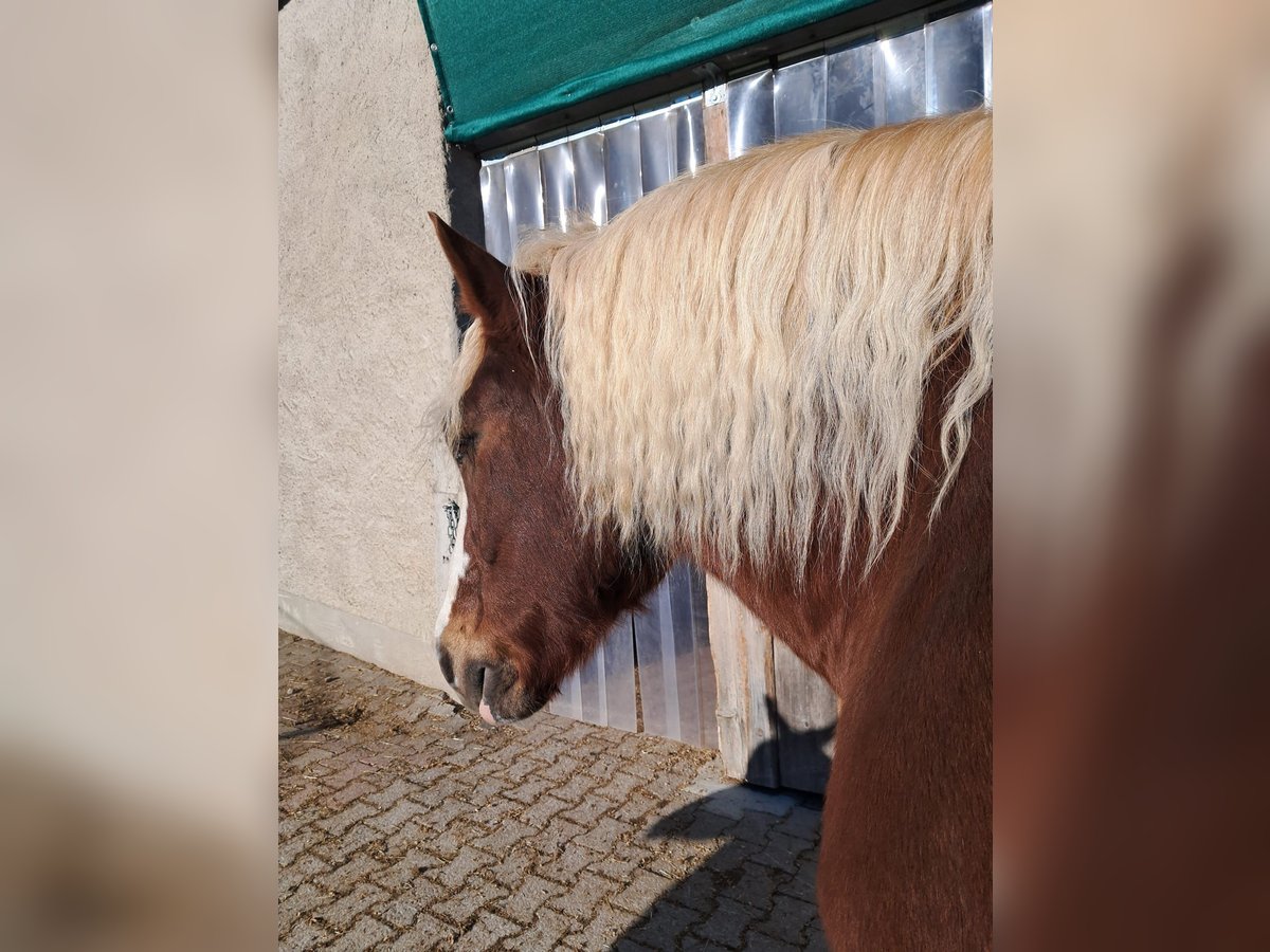 Caballo de la Selva Negra Caballo castrado 19 años 154 cm Alazán-tostado in Immenstadt im Allgäu