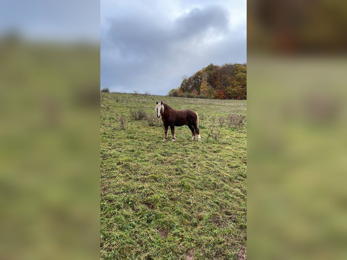 Caballo de la Selva Negra Caballo castrado 21 años 158 cm Alazán in Neuendorf