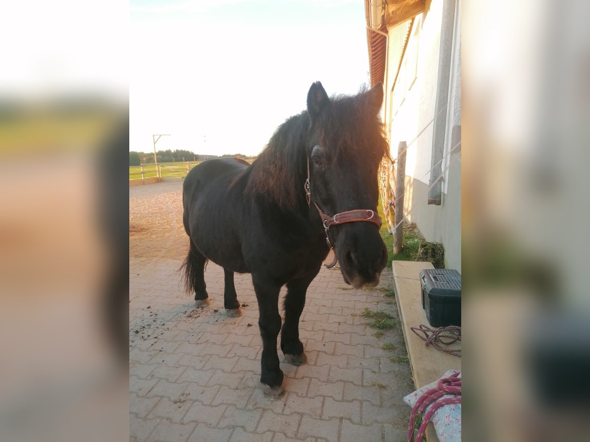 Caballo de la Selva Negra Mestizo Caballo castrado 22 años 134 cm Morcillo in Dietmannsried