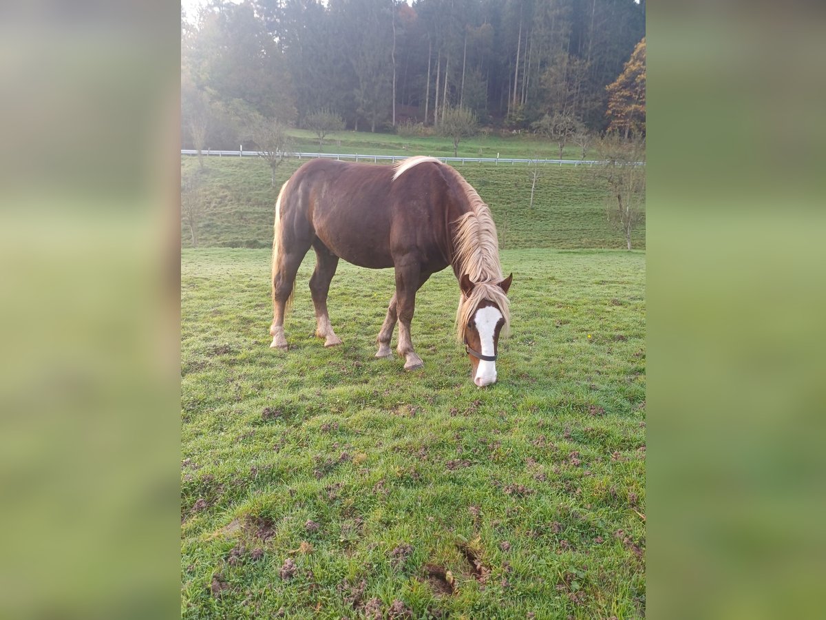 Caballo de la Selva Negra Caballo castrado 3 años 150 cm Alazán-tostado in Schuttertal