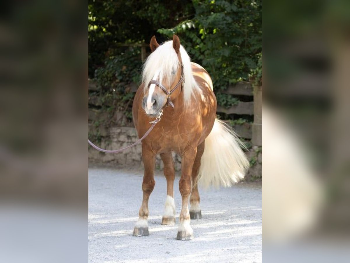 Caballo de la Selva Negra Caballo castrado 4 años 153 cm Alazán-tostado in Straubenhardt