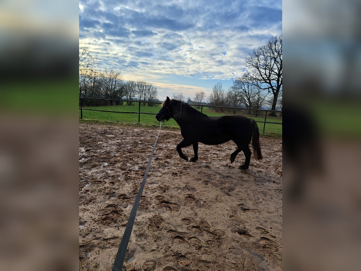 Caballo de la Selva Negra Semental 15 años 155 cm Alazán-tostado in Frankenberg (Eder)