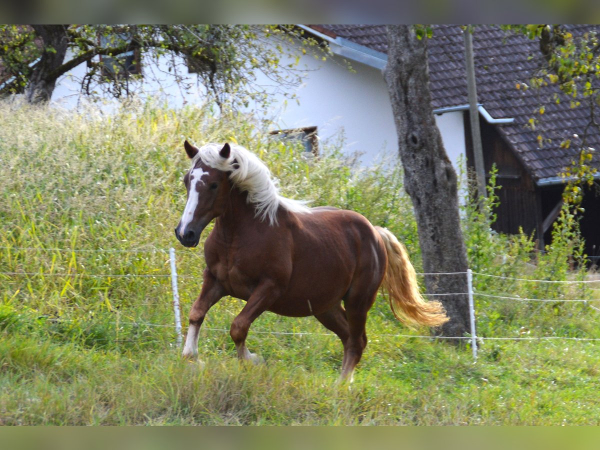 Caballo de la Selva Negra Semental 1 año 155 cm Alazán in Bonndorf im Schwarzwald