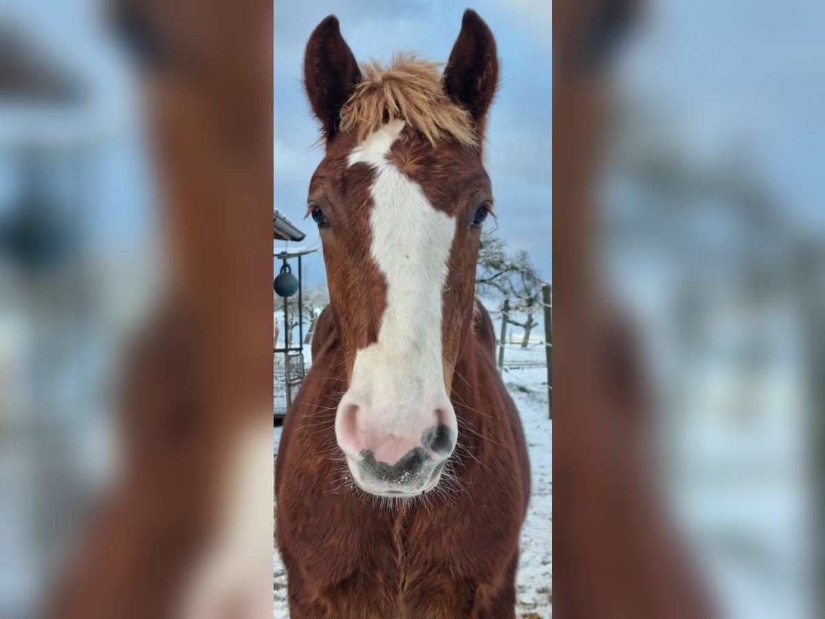 Caballo de la Selva Negra Semental 1 año Alazán in Berg