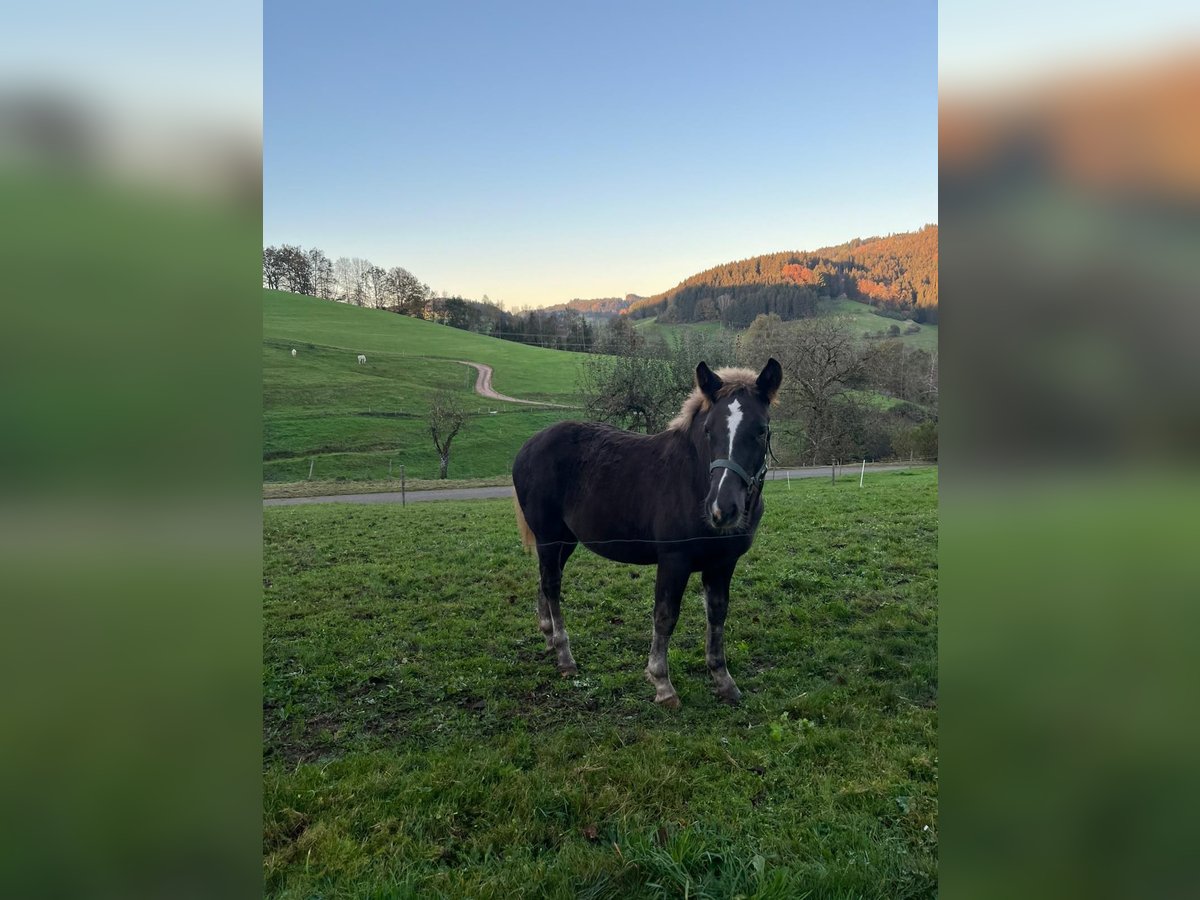 Caballo de la Selva Negra Semental 1 año Alazán-tostado in Elzach-Prechtal