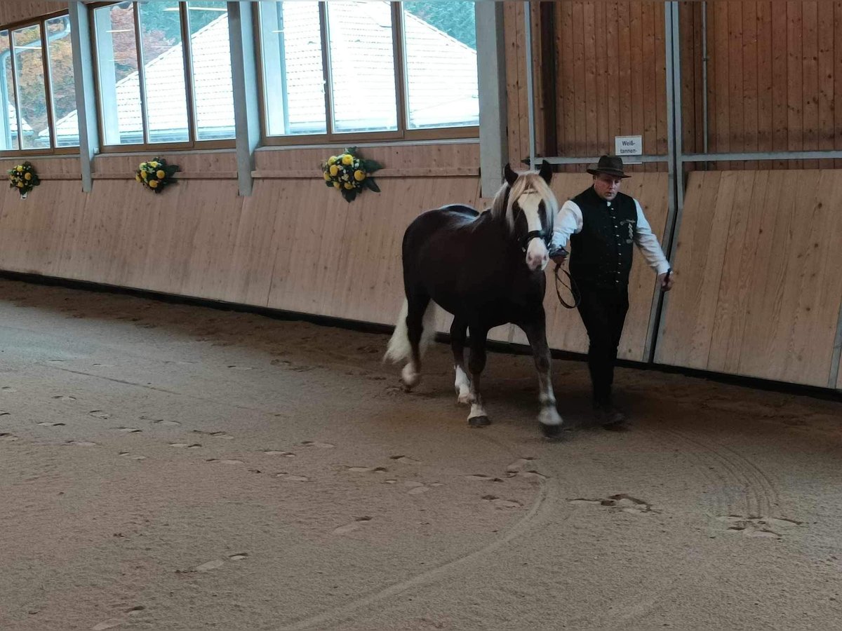 Caballo de la Selva Negra Semental 2 años 149 cm Alazán-tostado in Schuttertal