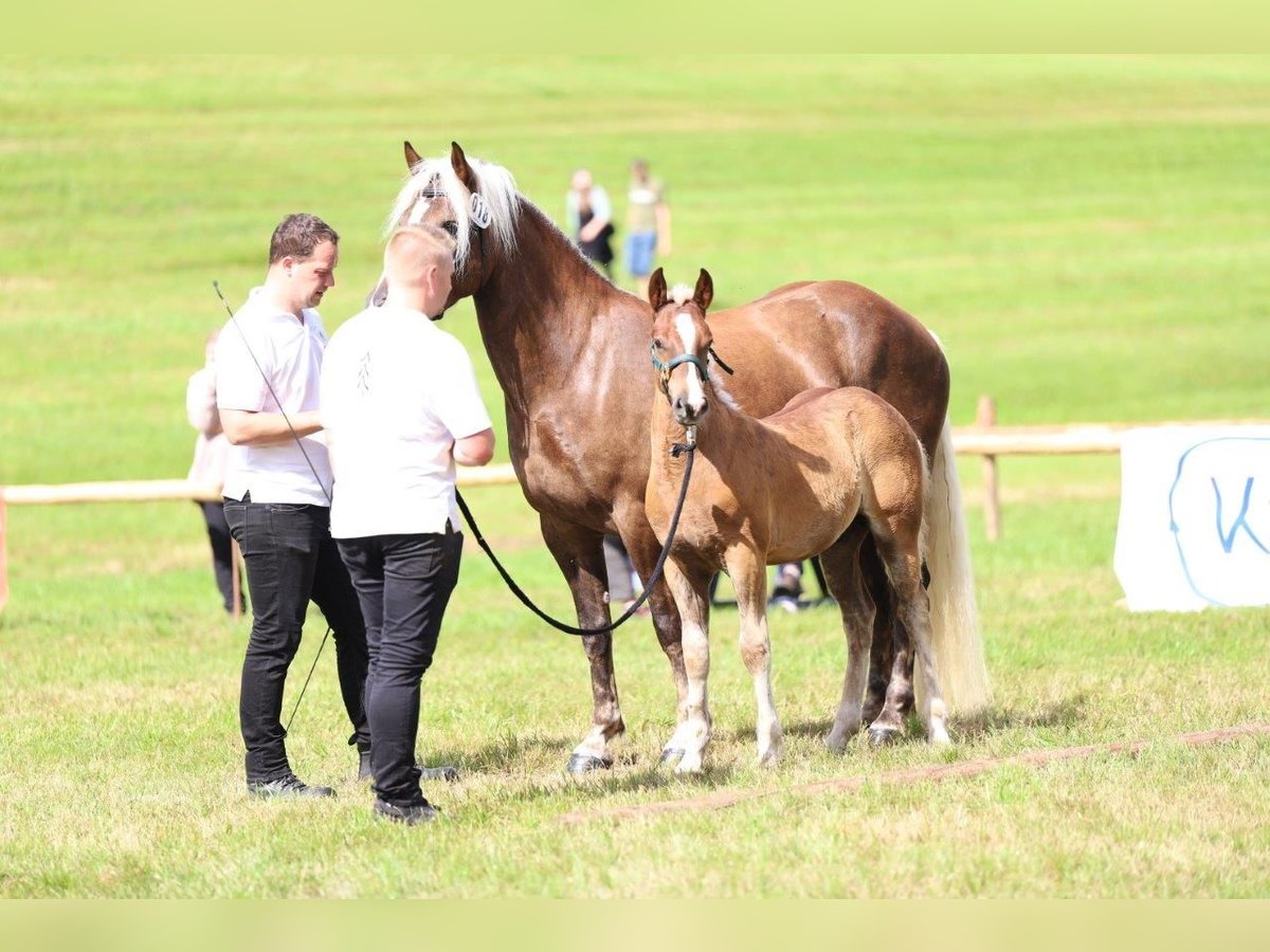 Caballo de la Selva Negra Semental 2 años 155 cm Alazán-tostado in Fischerbach