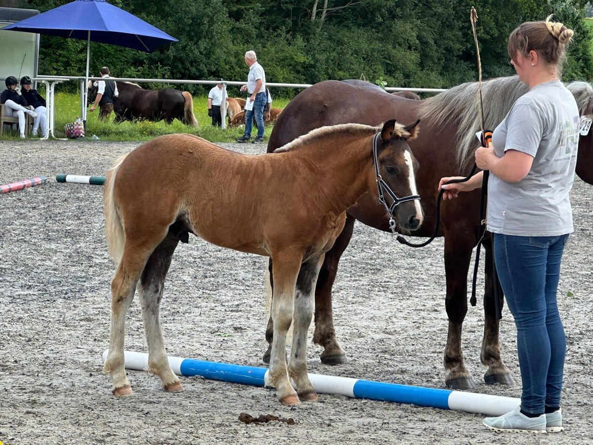 Caballo de la Selva Negra Semental Potro (04/2024) 155 cm Alazán-tostado in Gerstetten