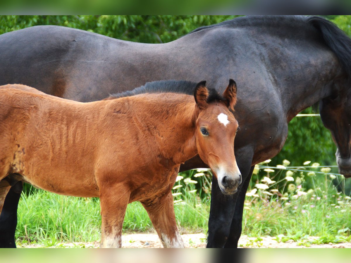 Caballo de la Selva Negra Semental Potro (04/2025) 155 cm Castaño in Bonndorf im Schwarzwald