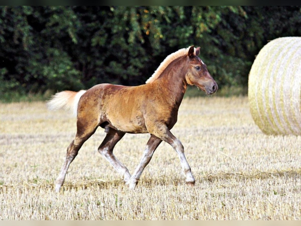 Caballo de la Selva Negra Semental Potro (04/2024) Alazán-tostado in Ankum