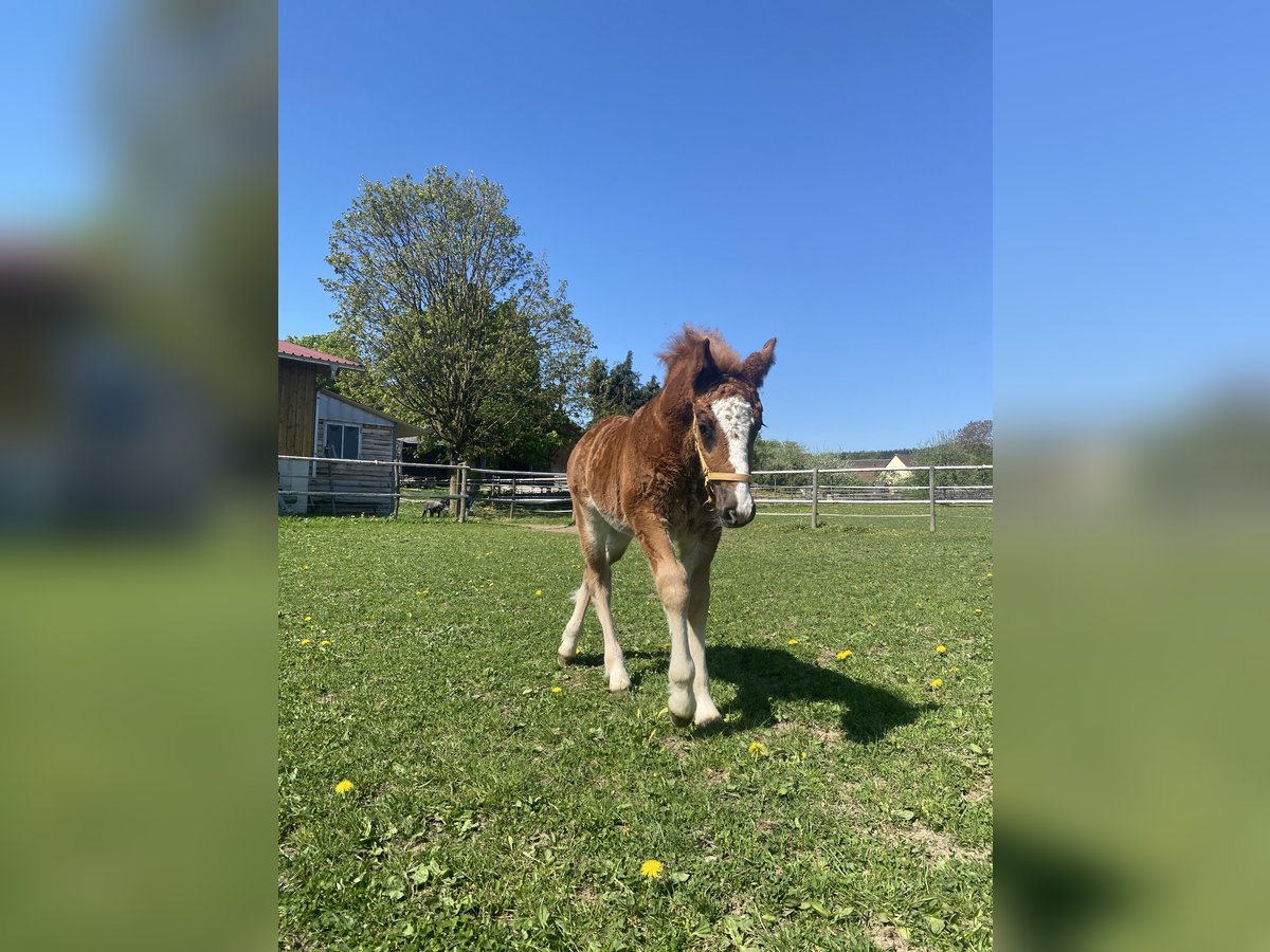 Caballo de la Selva Negra Semental  Alazán-tostado in Bad Wurzach
