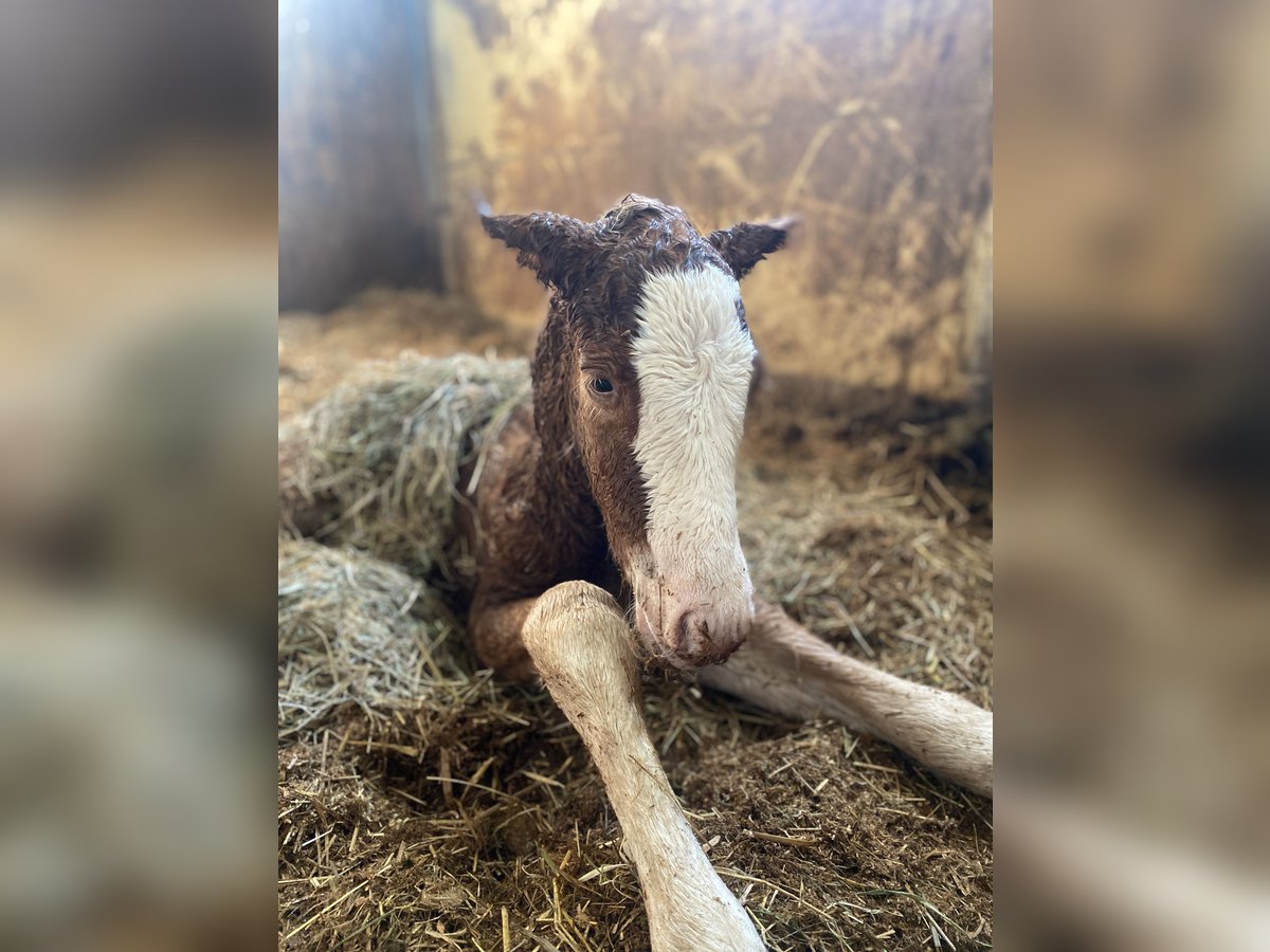 Caballo de la Selva Negra Semental  Alazán-tostado in Bad Wurzach