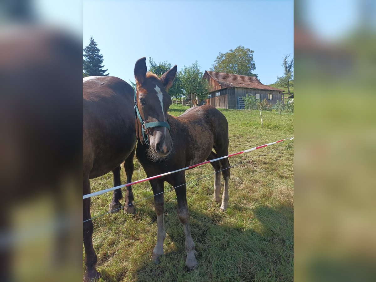 Caballo de la Selva Negra Semental Potro (05/2024) Alazán-tostado in Elzach-Prechtal