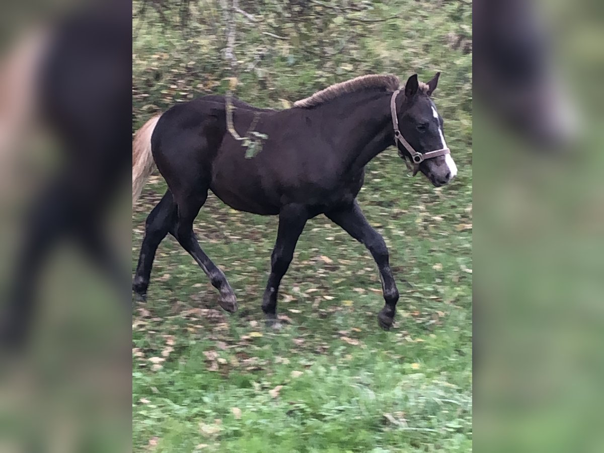 Caballo de la Selva Negra Semental Potro (06/2024) Alazán-tostado in Hermaringen