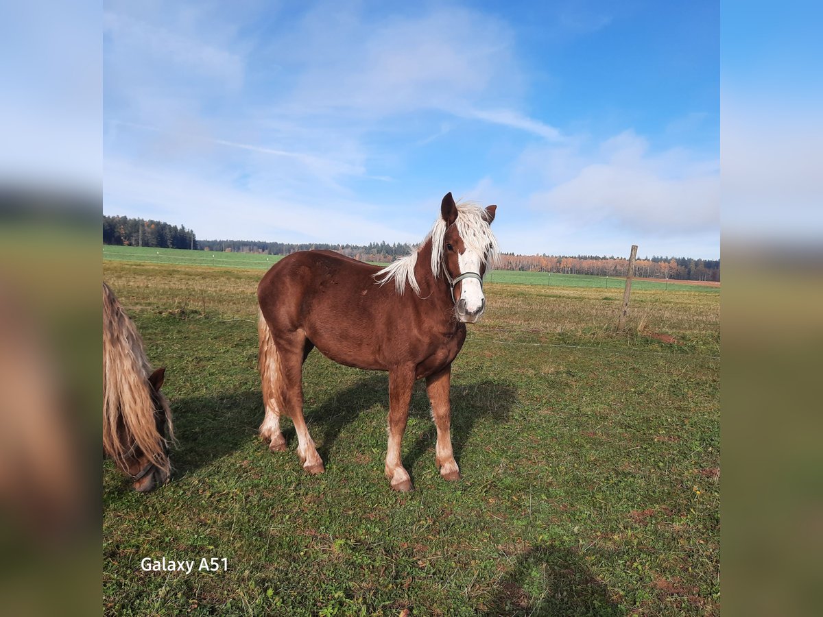 Caballo de la Selva Negra Yegua 1 año Alazán in Villingen-Schwenningen