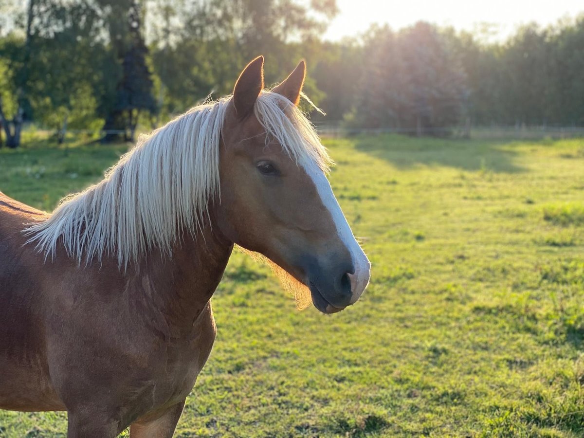 Caballo de la Selva Negra Yegua 2 años Alazán in Hennersdorf