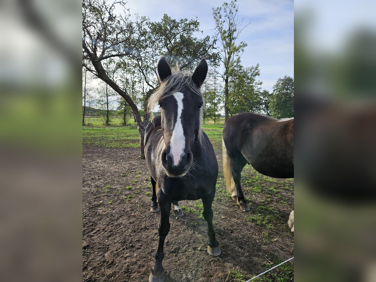 Caballo de la Selva Negra Yegua 4 años 143 cm Alazán-tostado in Gardelegen