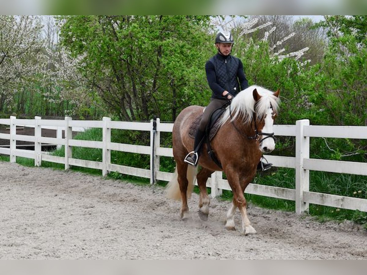 Caballo de la Selva Negra Yegua 4 años 158 cm Alazán-tostado in Seebad Bansin