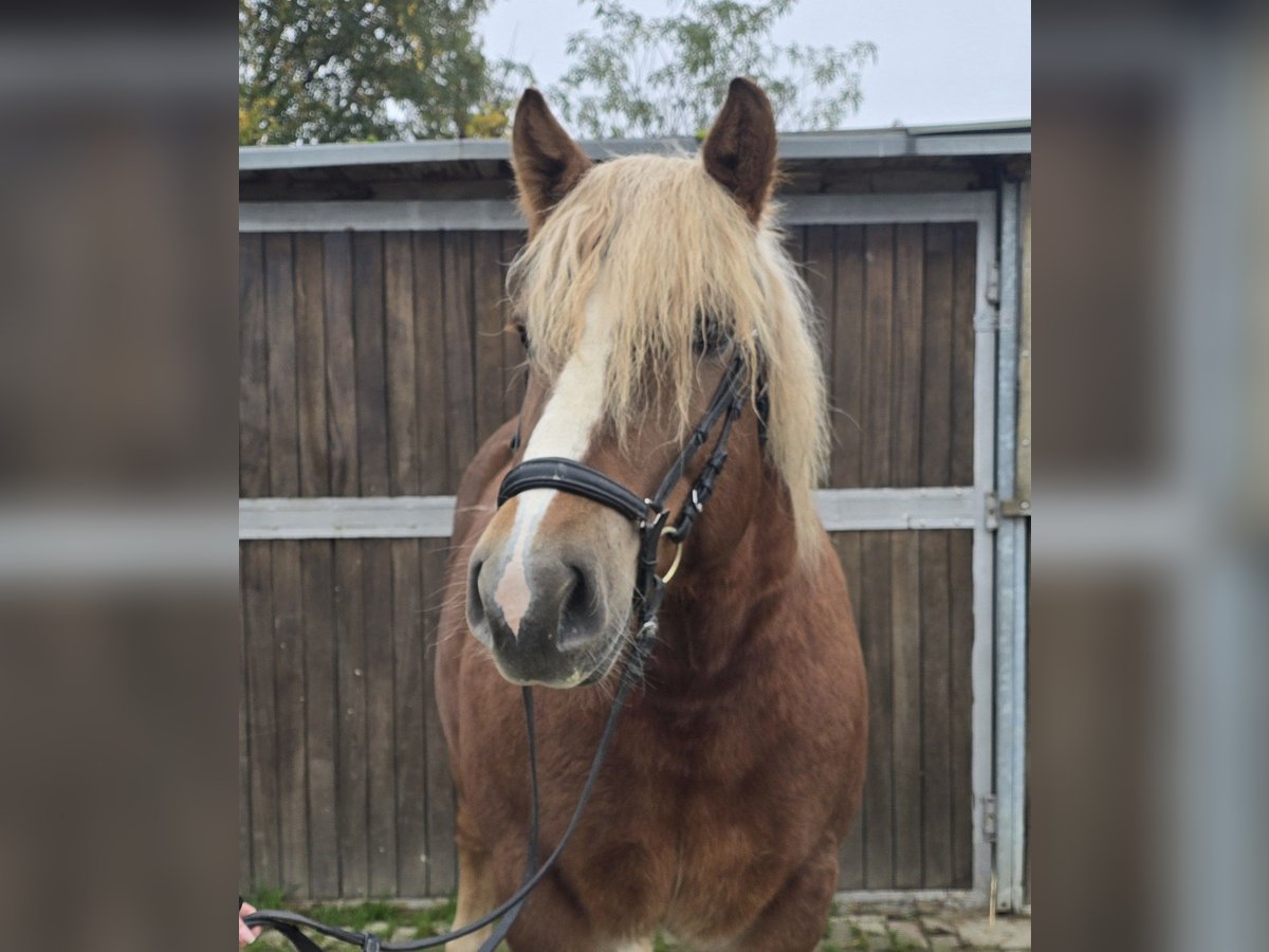 Caballo de la Selva Negra Mestizo Yegua 6 años 158 cm Alazán-tostado in Mülheim an der Ruhr